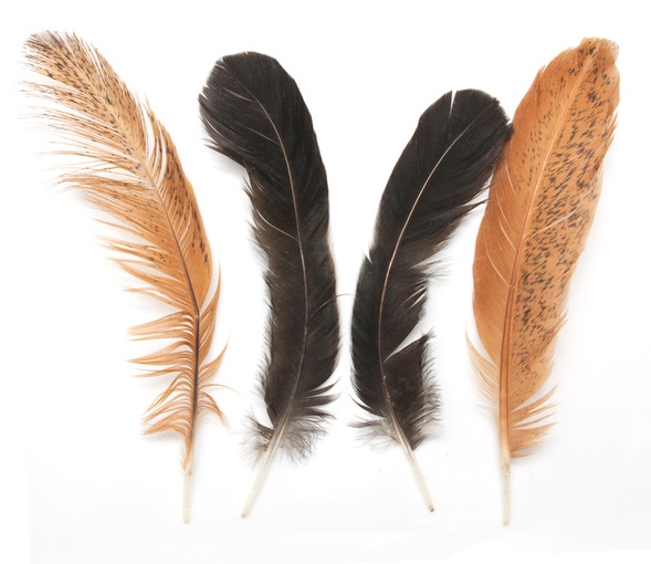 Four feathers are displayed against a white background. The outer two, light brown with detailed speckling, contrast beautifully with the inner pair, which are darker and smoother. This arrangement mirrors the diversity in a thriving work culture, where varied elements come together harmoniously.