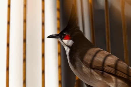 A bird with a black crest and a striking red patch around its eye perches indoors near vertical blinds, perhaps curious about your boring job. Sunlight filters in, casting shadows on the bird and the walls, highlighting its sleek, dark brown-black and white plumage.