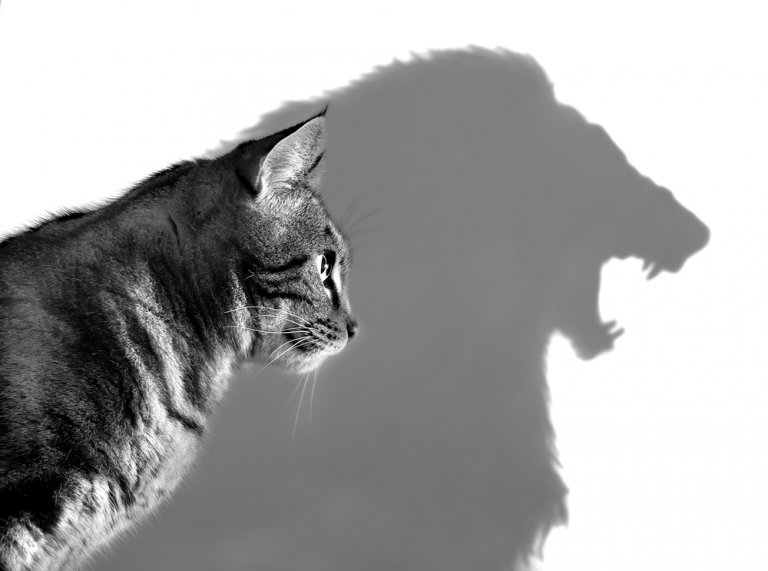 A black and white image of a cat with its profile facing left. The cat's shadow is cast on the white background, creating an exaggerated shape that resembles a roaring lion, symbolizing the cat's inner strength and promise of leadership.