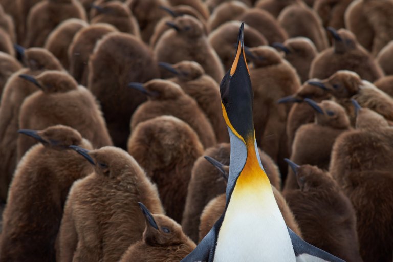 A lone emperor penguin with striking yellow and black plumage stands tall and looks upward, embodying a unique personal brand amidst the numerous brown fluffy chicks. The chicks huddle closely together, creating a dense background.