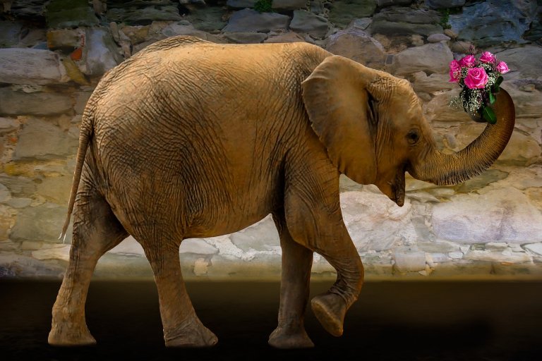 An elephant walks with its trunk, which is holding a bouquet of pink roses, raised in the air as if thanking an unseen friend. The background features a stone wall and a dark floor.