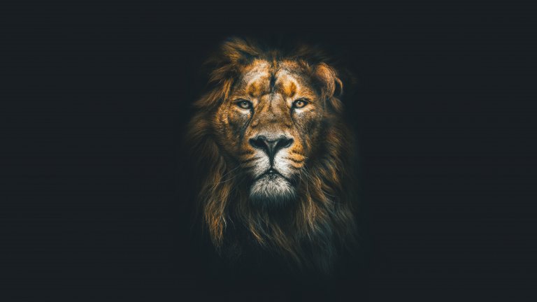 A majestic lion with a thick, flowing mane is illuminated against a pitch-black background, staring directly ahead with intense, piercing eyes. The contrast creates a dramatic and powerful portrayal of the lion's regal and commanding presence.